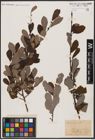 Foto von Salix aurita L.